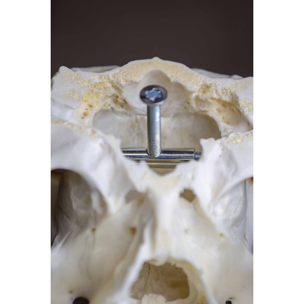 Șurub de prindere craniu cerb pe placa trofeu - 2buc 2